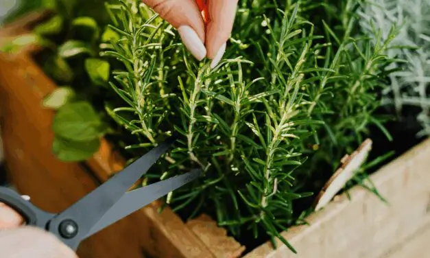 The Brain Boosting Herb You Can Grow in a Mason Jar (No Garden Needed)