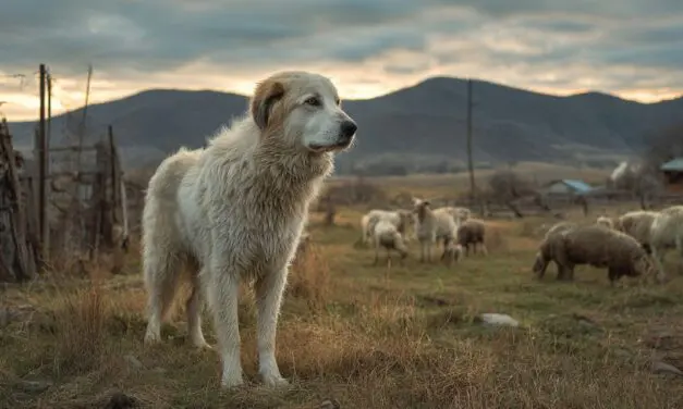 Livestock Guardian Dogs: The Silent Protectors Every Homestead Needs