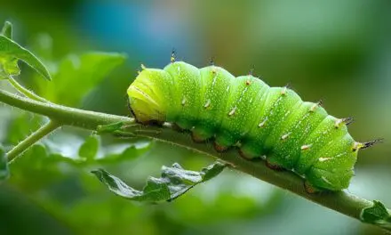 Tomato Worms: How to Identify, Manage, and Protect Your Garden