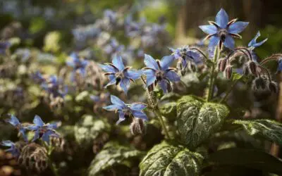 What Is Borage?