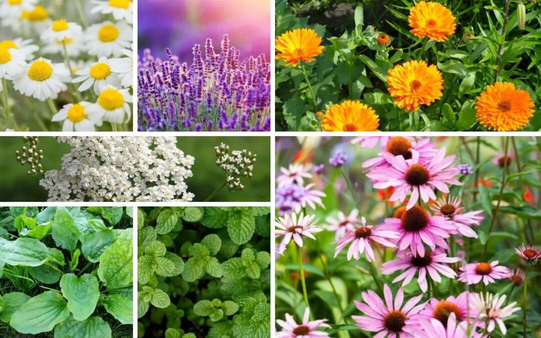 7 Medicinal Seeds You Need to Start Stockpiling