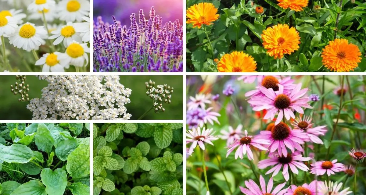 7 Medicinal Seeds You Need to Start Stockpiling