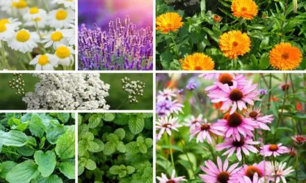 7 Medicinal Seeds You Need to Start Stockpiling