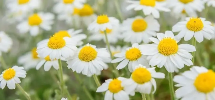 Chamomile 