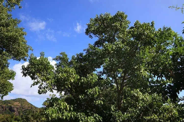 Manchineel