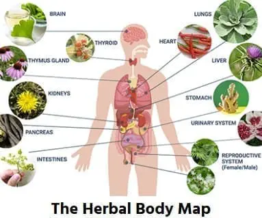 banner herbal body map