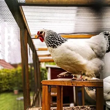 chicken in a chicken coup