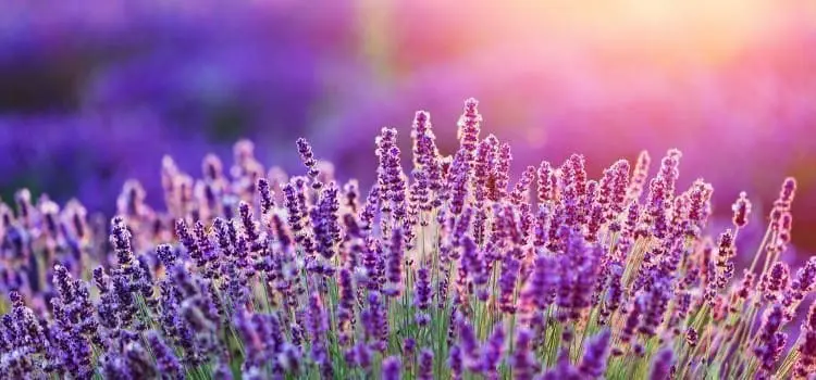 lavender