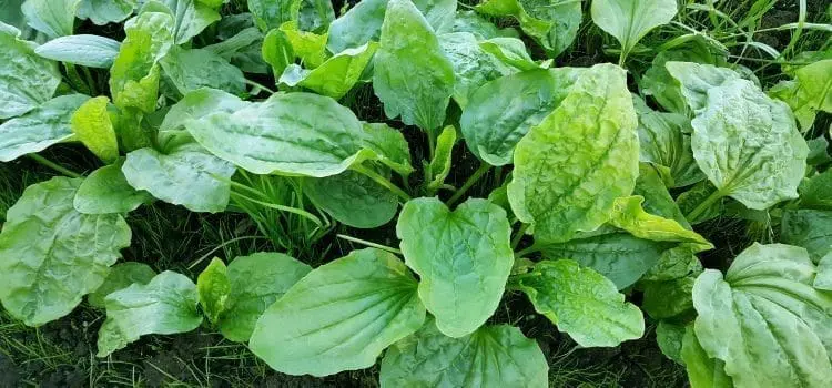 plantain