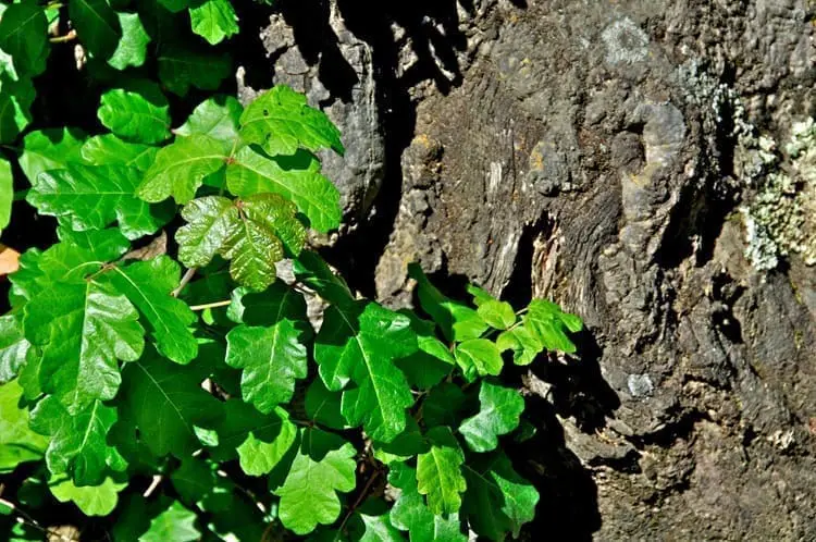 Poison Oak