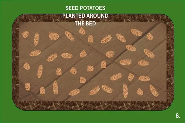 space seed potatoes