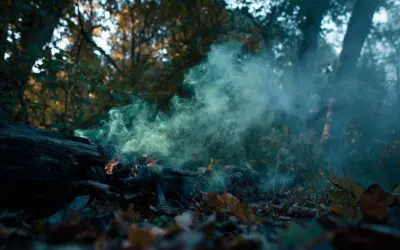 The Hidden Dangers of *Toxic* Woods