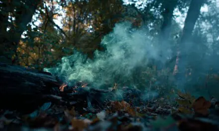 The Hidden Dangers of *Toxic* Woods