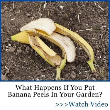 TLRA what happens if you put banana peels in your garden