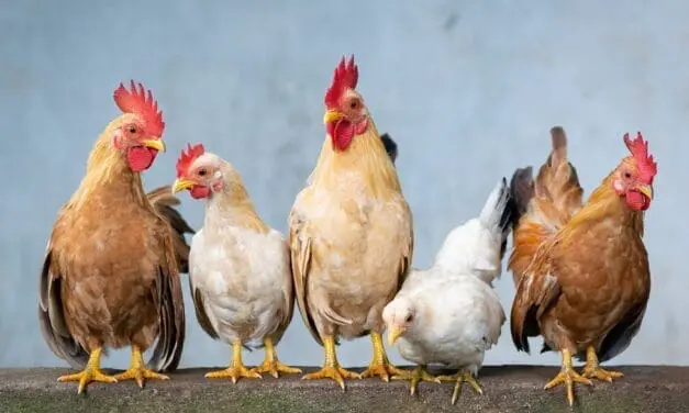 10 Things I Wish I Knew About My Chickens Before Spring