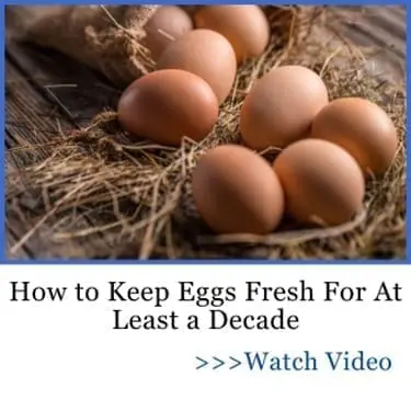 keep your eggs fresh for a decade