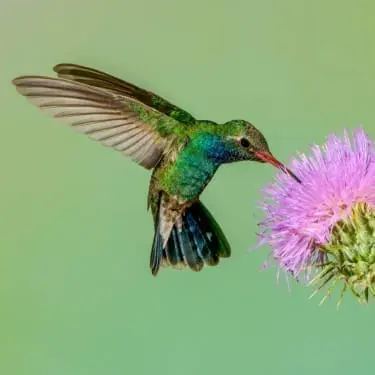 plants that attract birds to your garden