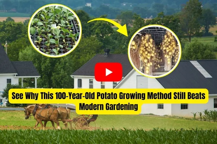AWB potatoes thin air video