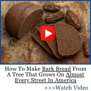 How To Make Bark Bread From A Tree That Grows On Almost Every Street In America