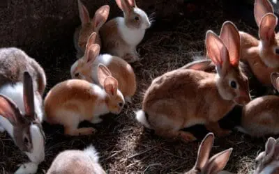 Why Raising Rabbits Is the No. 1 Investment in 2026