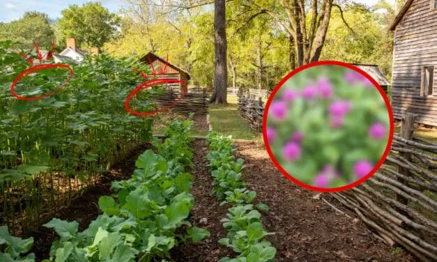 You’re Not a Real Homesteader if You Don’t Grow This…