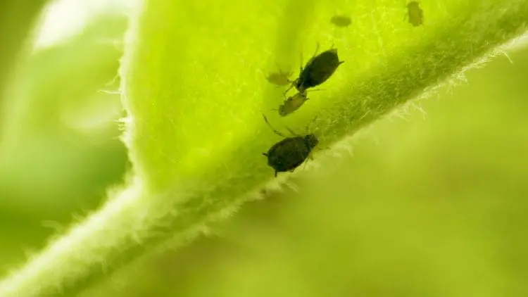 aphids