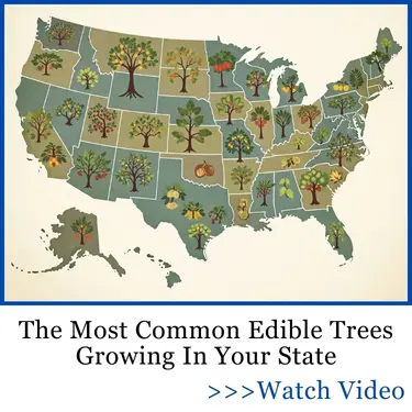 edible trees states FG ban