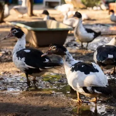 low-maintenance animals