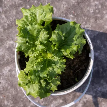 High-Yield Crops for Small Spaces 3