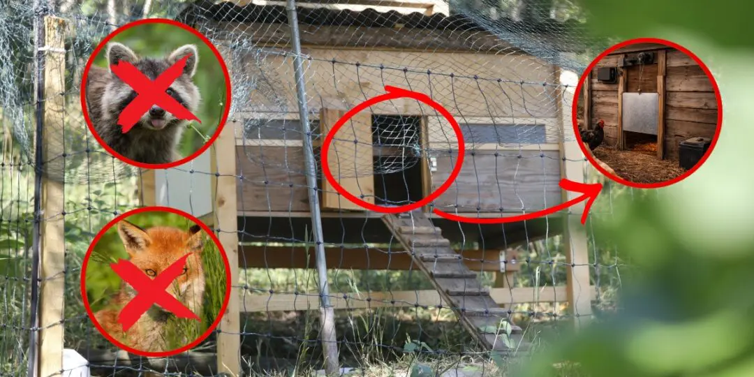 How to Build a Predator-Proof Automatic Chicken Coop Door