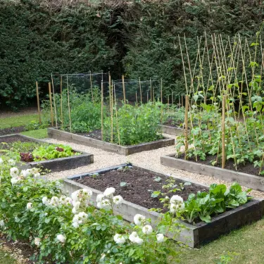 You Don't Need More Plants 2