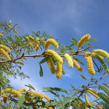 Yellow mesquite tree flowers and feathery green leaves hanging from thorny branches against a clear blue sky