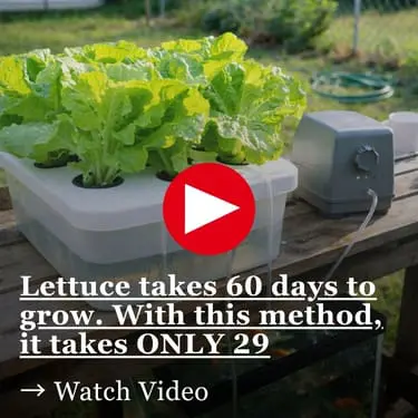 Lettuce takes 60 days to grow. With this method, it takes ONLY 29 Lush green lettuce heads growing out of holes in a white plastic container on a wooden pallet table, with a small gray device connected by a tube to the container, and a garden hose coiled in the background of a sunny backyard