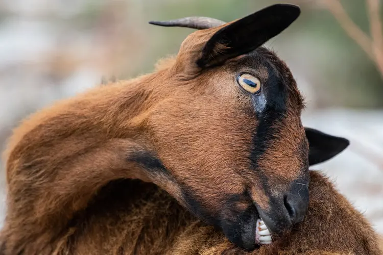 Brown Oberhasli alpine goat outdoors