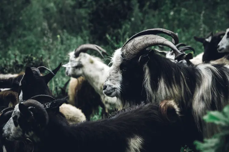 Group of Spanish goats in a field