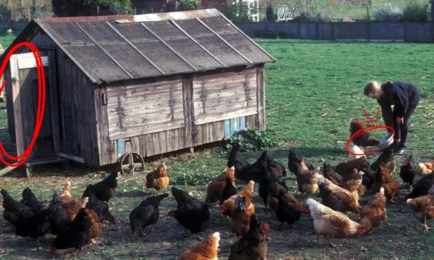 What Happens When You Let Chickens Free Range Full Time