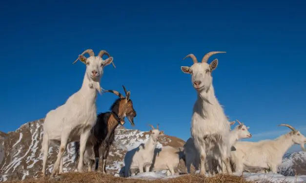 Goat Breeds: A Practical Guide to Choosing the Right Goat for Your Homestead