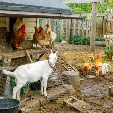 A small goat and several chickens in a muddy homestead animal pen beside a wooden coop.