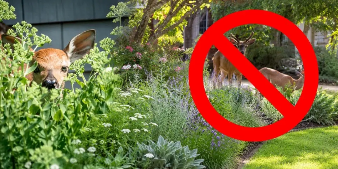 How to Keep Deer Out of Your Property Without Building a Fence