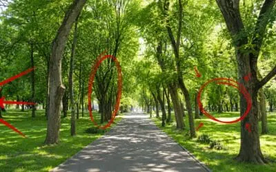 Medicinal Trees You Walk Past Every Day