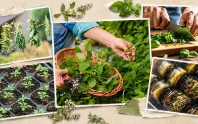 Plant These Herbs Once and You’ll Have Them Forever