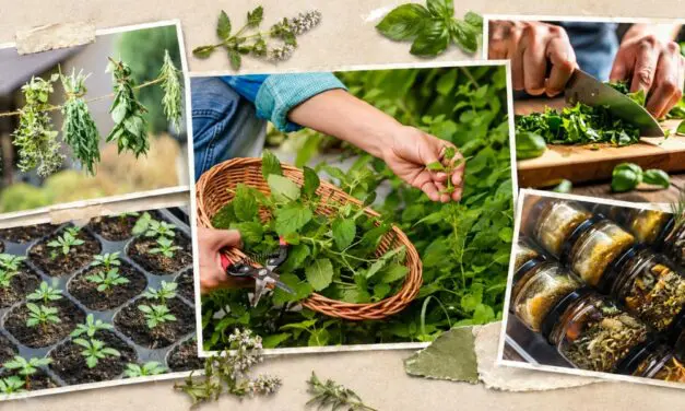 Plant These Herbs Once and You’ll Have Them Forever