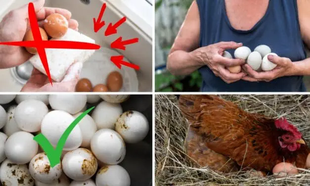 Stop Washing Fresh Eggs! (Do This Instead)