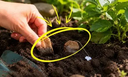 What Happens if You Bury Tea Bags in Your Garden