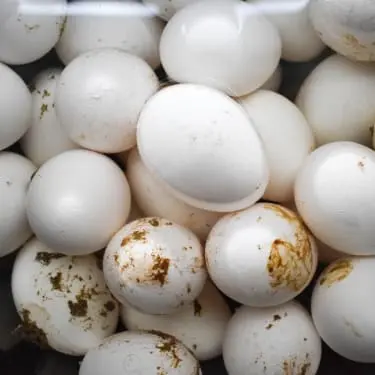 photo of dirtuy fresh eggs