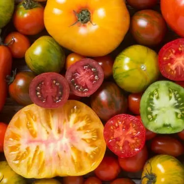 photo of more types of tomatoes