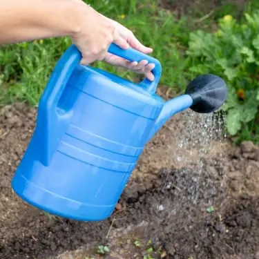 person watering their garden