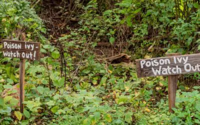How to Get Rid of Poison Ivy for Good, Without Chemicals