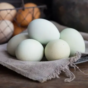 basket of blue eggs
