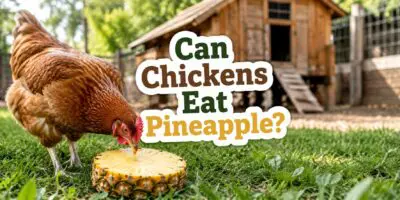 can chickens eat pineapple